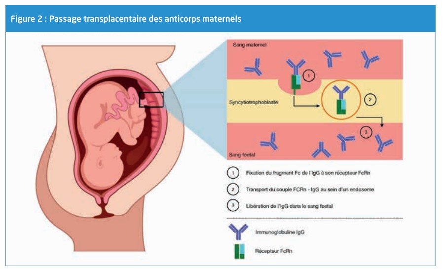Vaccin ARNm contre la COVID-19 : une étude révèle son passage dans le placenta et ses effets sur les fœtus